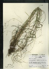 Festuca subverticillata image