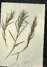 Dulichium arundinaceum var. arundinaceum image