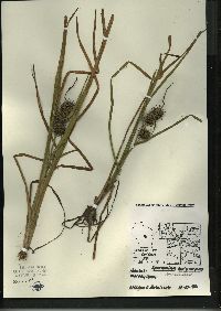 Sparganium eurycarpum image