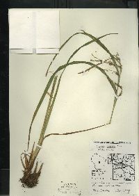 Carex crinita var. crinita image