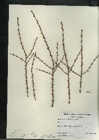 Larix laricina image