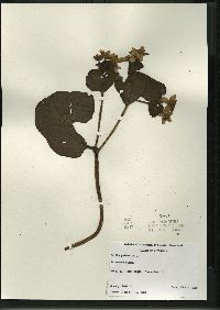 Caltha palustris image