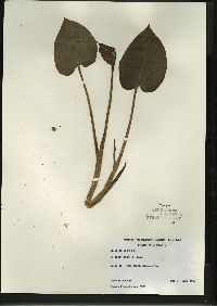 Calla palustris image