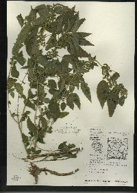 Urtica gracilis image