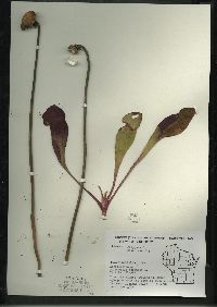 Sarracenia purpurea image