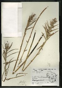 Dulichium arundinaceum var. arundinaceum image