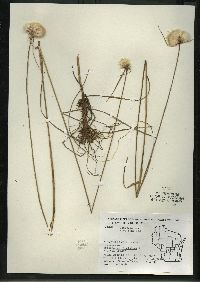 Eriophorum virginicum image