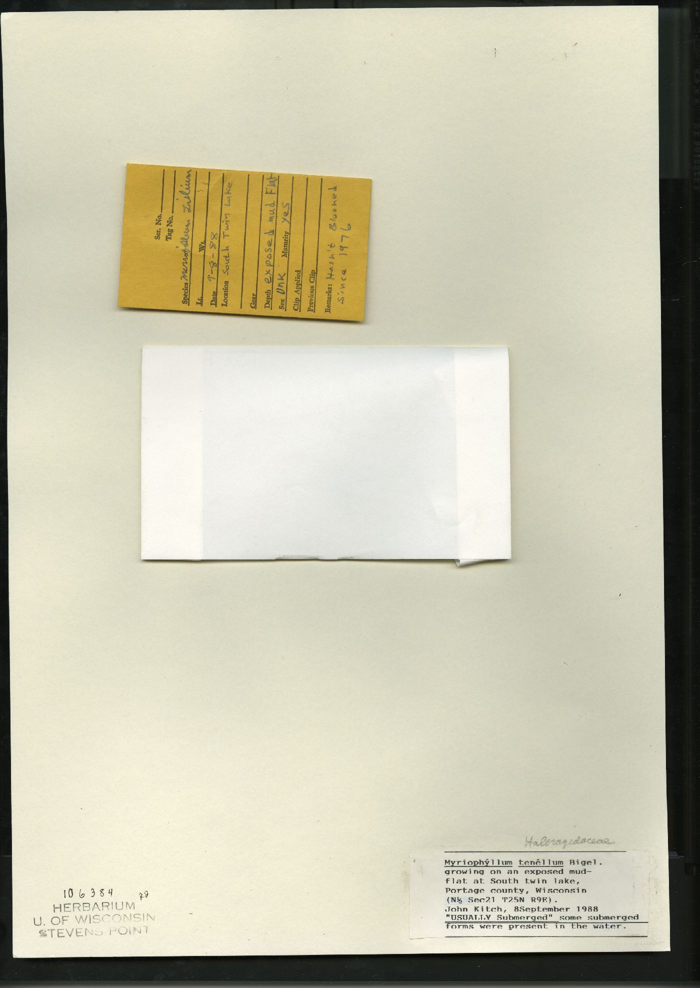 Myriophyllum tenellum image