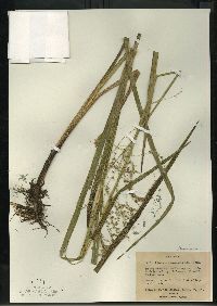 Glyceria canadensis image