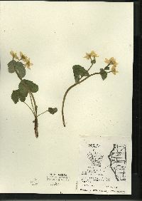 Caltha palustris image