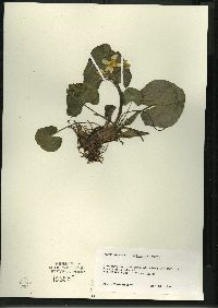 Caltha palustris image