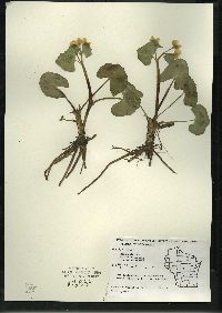 Caltha palustris image