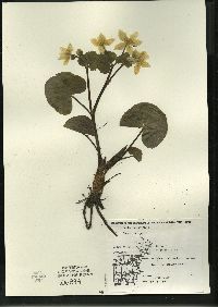 Caltha palustris image