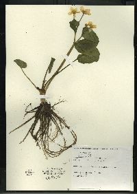 Caltha palustris image