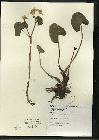 Caltha palustris image