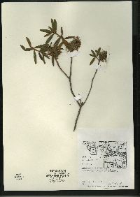 Rhododendron groenlandicum image