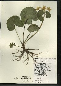 Caltha palustris image