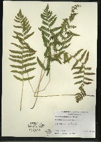 Thelypteris palustris var. pubescens image