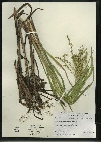 Glyceria canadensis image