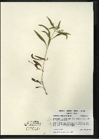 Lysimachia lanceolata image