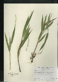 Dichanthelium xanthophysum image