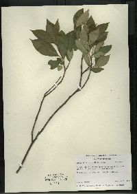 Aronia melanocarpa image