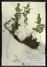 Thelypteris simulata image