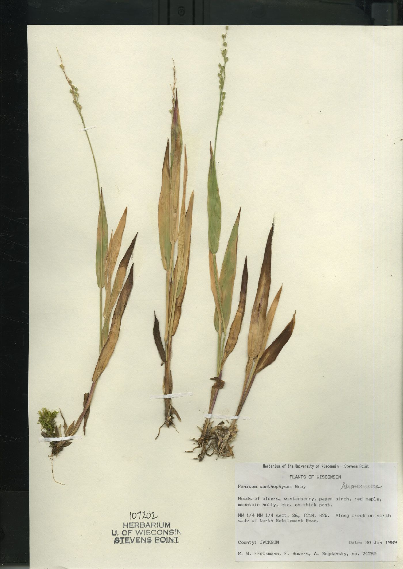 Dichanthelium xanthophysum image