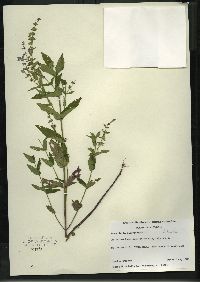 Scutellaria galericulata image