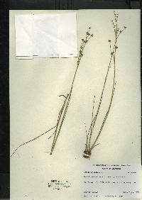 Juncus articulatus image