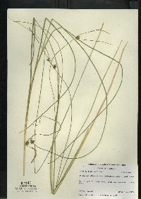 Carex oligosperma image