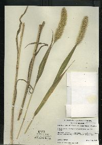 Setaria viridis var. major image