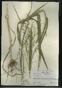 Panicum miliaceum image