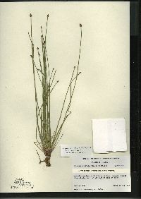 Eleocharis engelmannii image