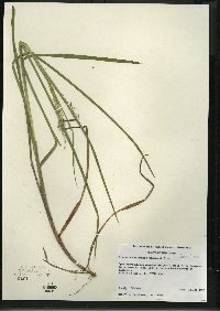 Glyceria canadensis image