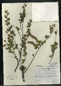 Betula pumila image