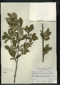 Aronia melanocarpa image