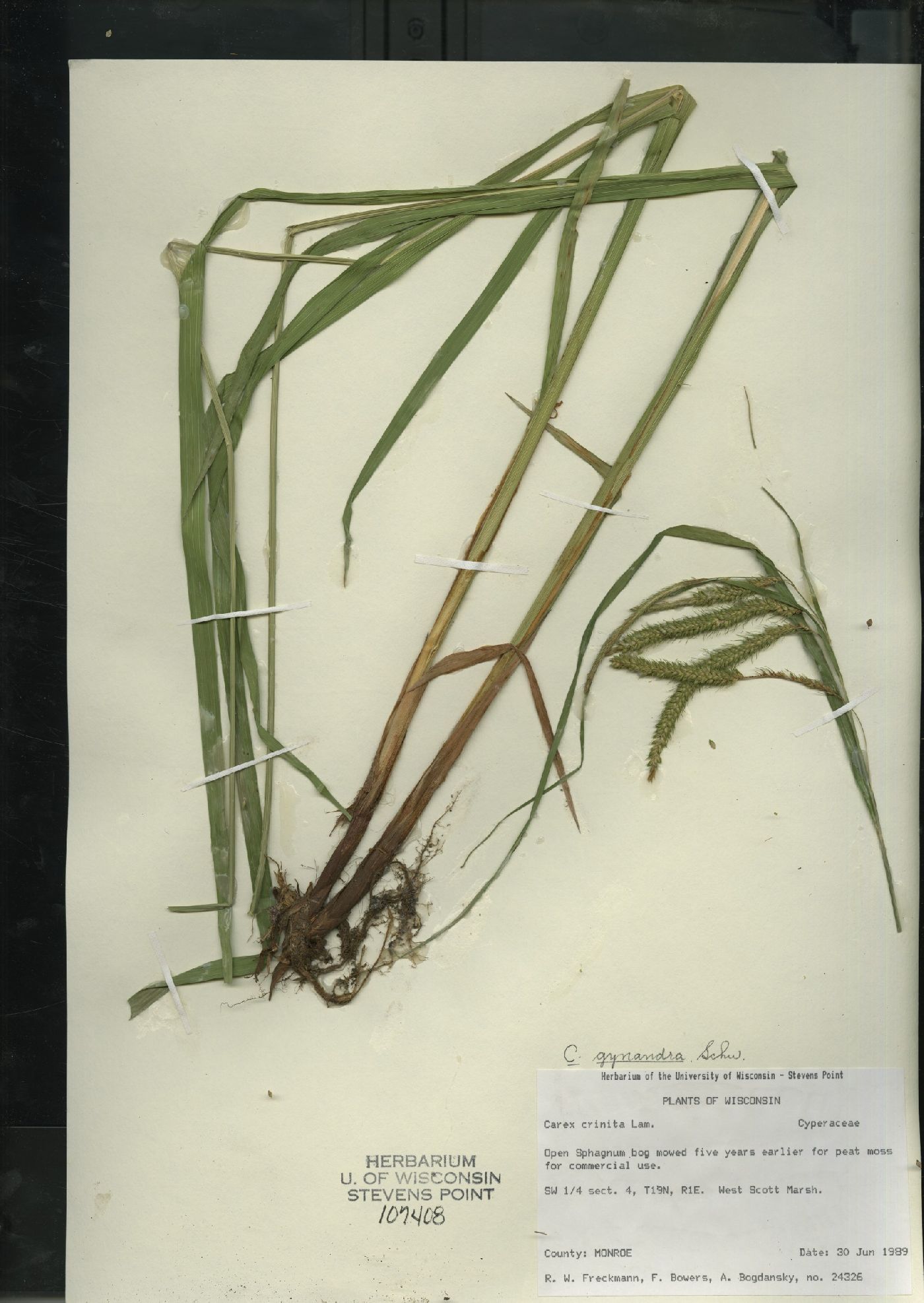Carex gynandra image