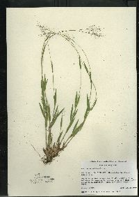 Dichanthelium acuminatum subsp. columbianum image