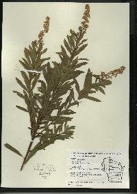 Spiraea alba image