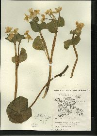 Caltha palustris image