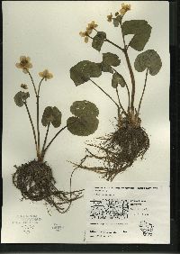 Caltha palustris image