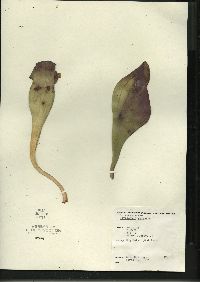 Sarracenia purpurea image