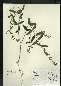 Scutellaria galericulata image