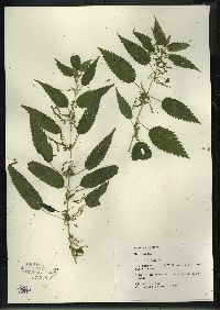 Urtica gracilis image