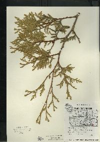 Thuja occidentalis image