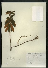 Rhododendron groenlandicum image