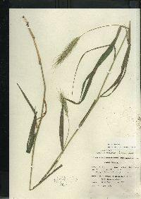 Elymus riparius image