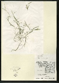 Potamogeton foliosus subsp. foliosus image