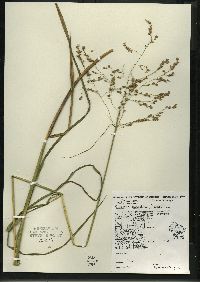 Glyceria canadensis image